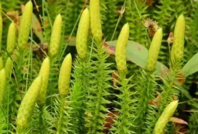 Ceaiul de Pedicuta – Sprijin Natural pentru Ficat, Rinichi si Echilibru Nervos